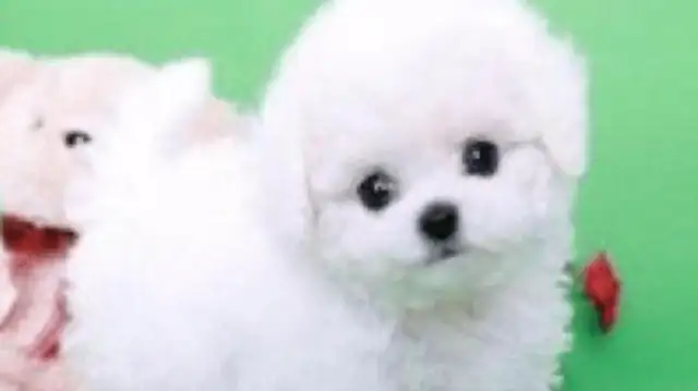 Since the dog was raised, the most fun is to make fun of him and to protect him very much