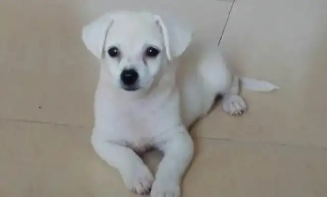 A pet dog from Dad