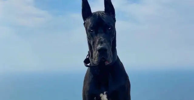 Canada's Dubing Dog is a