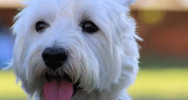 Since the dog was raised, the most fun is to make fun of him and to protect him very much