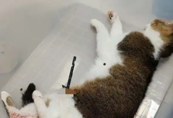 There have been several recent incidents
