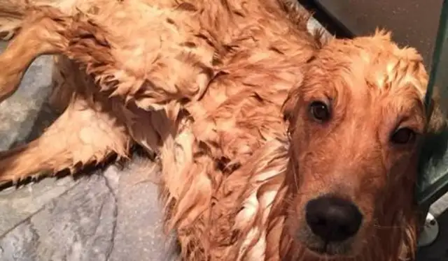 Blondie bathing is so envious that he feels like he's not as alive as a dog