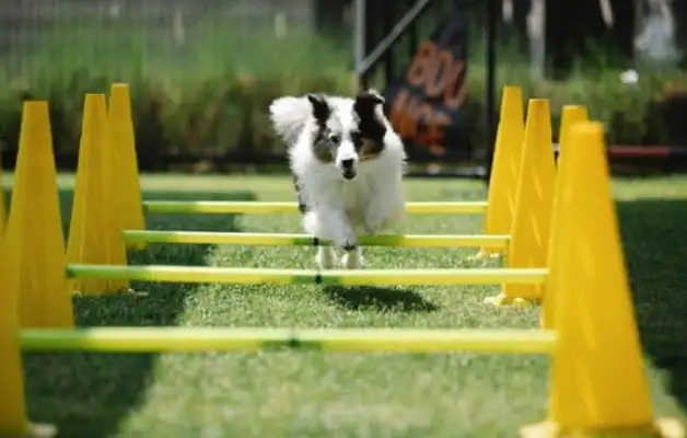 A lot of people don't know how many things dogs have to prepare