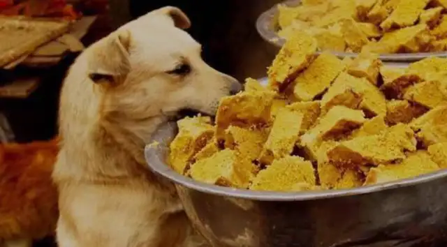 The rescue was never done by one person, but she lasted 20 years for over 600 stray dogs;