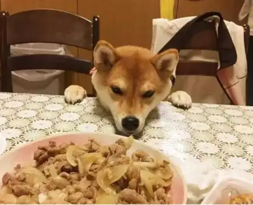 The owner took the dog out to the party so that the table could eat, even if the face had changed