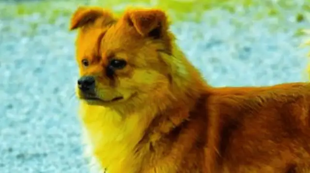 Since the dog was raised, the most fun is to make fun of him and to protect him very much