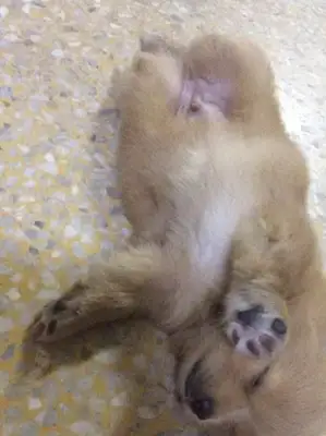 The little golden hair I bought in Dog City grew to become a dog