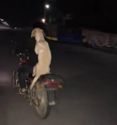 A young man rides a bike with a golden dog, and a golden doggy comes around his master with his hands around him, and he smiles like that