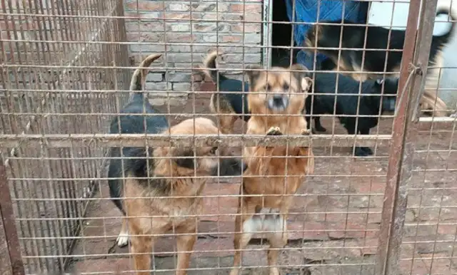The rescue was never done by one person, but she lasted 20 years for over 600 stray dogs;