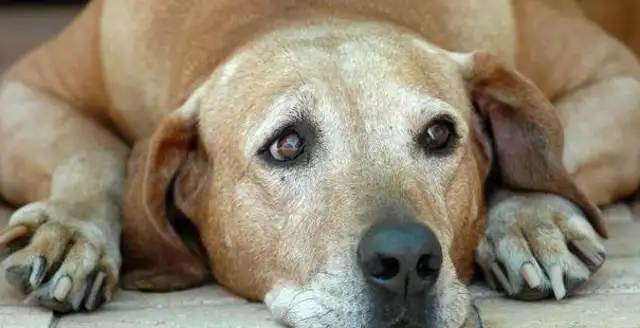 How do you get along with hearing impaired pets? The sign language, both cats and dogs