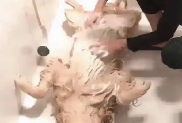 Blondie bathing is so envious that he feels like he's not as alive as a dog