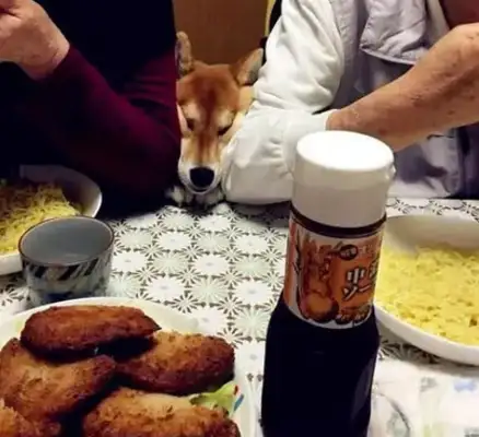 The owner took the dog out to the party so that the table could eat, even if the face had changed