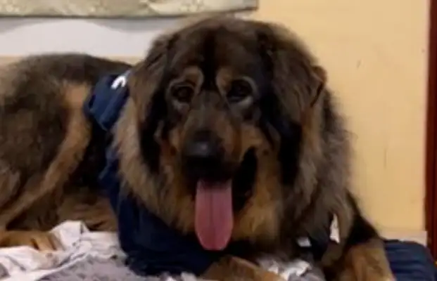 The dog ran into the door, and the mood was on the verge of collapse... and the shopkeeper, when he brought his phone, he shook his tail with joy