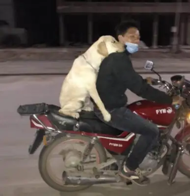 A young man rides a bike with a golden dog, and a golden doggy comes around his master with his hands around him, and he smiles like that