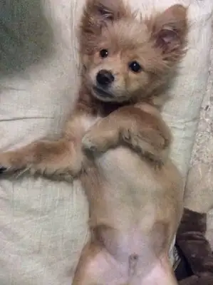 The little golden hair I bought in Dog City grew to become a dog