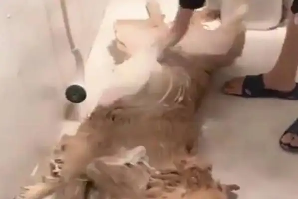 Blondie bathing is so envious that he feels like he's not as alive as a dog