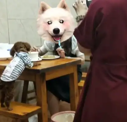 The dog at the table, the restaurant owner is in trouble