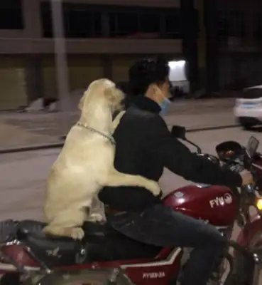 A young man rides a bike with a golden dog, and a golden doggy comes around his master with his hands around him, and he smiles like that