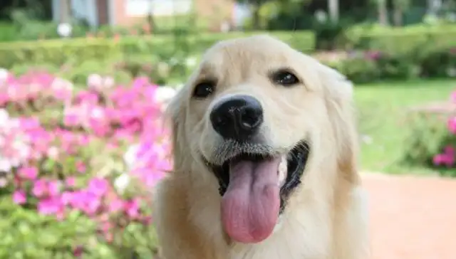 What do golden pups eat