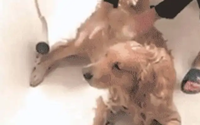 Blondie bathing is so envious that he feels like he's not as alive as a dog