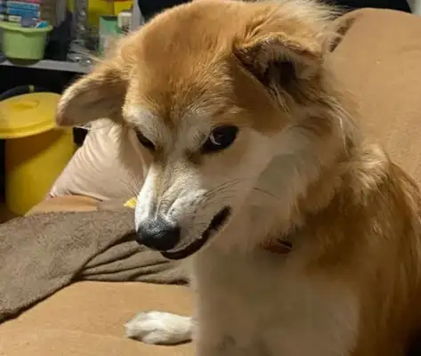 Dogs are abandoned twice. A year after their adoption, they understand why
