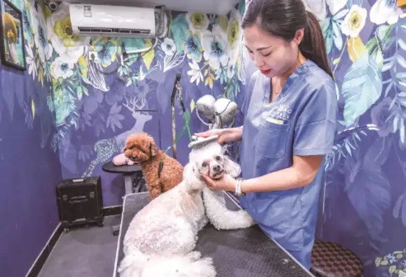 Citizens who want to foster cats and dogs before they go on a trip often find it difficult to get an "economic" boost to the summer pet hotel market