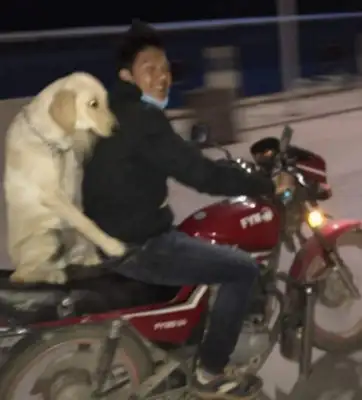 A young man rides a bike with a golden dog, and a golden doggy comes around his master with his hands around him, and he smiles like that
