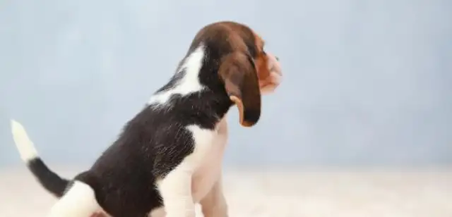 How do you get along with hearing impaired pets? The sign language, both cats and dogs
