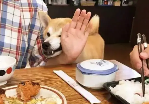 The owner took the dog out to the party so that the table could eat, even if the face had changed