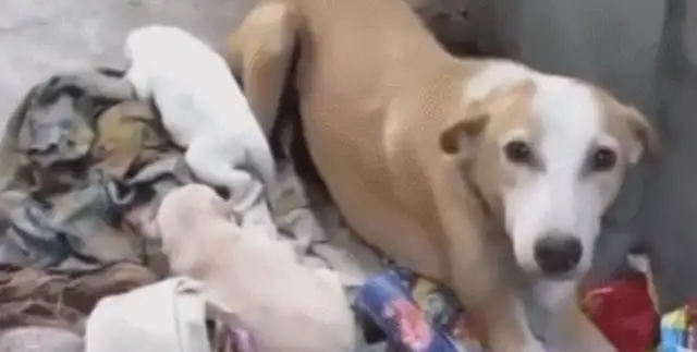 Pregnant dogs are thrown out of their homes, they depend on garbage for their living, and they give birth to cute dog treasures