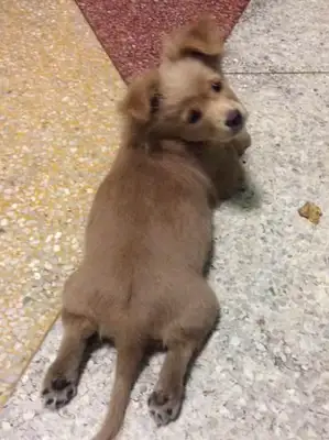 The little golden hair I bought in Dog City grew to become a dog