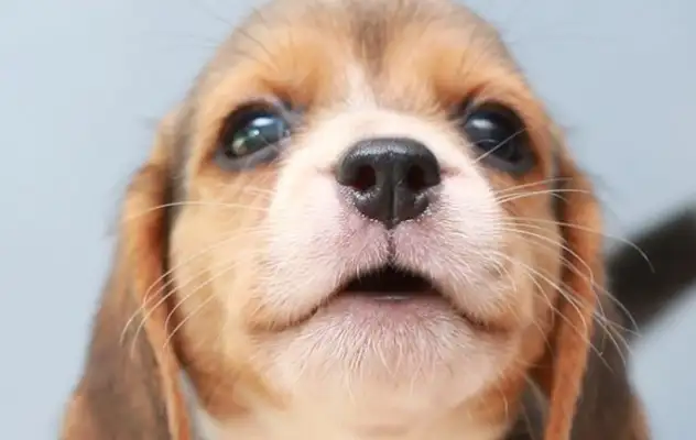 Do you understand the basics of the new pet dog