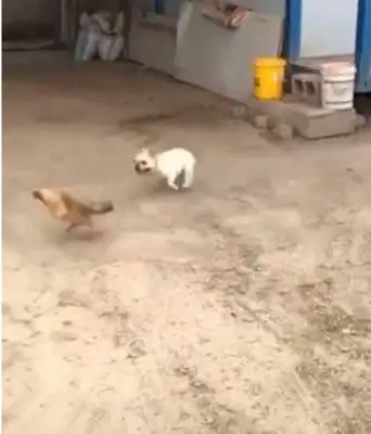 Kid fights, he sees the chickens chasing, he meets the bodyguards, he stays right there