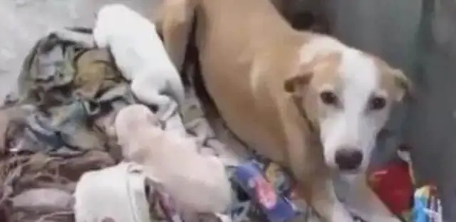 Pregnant dogs are thrown out of their homes, they depend on garbage for their living, and they give birth to cute dog treasures
