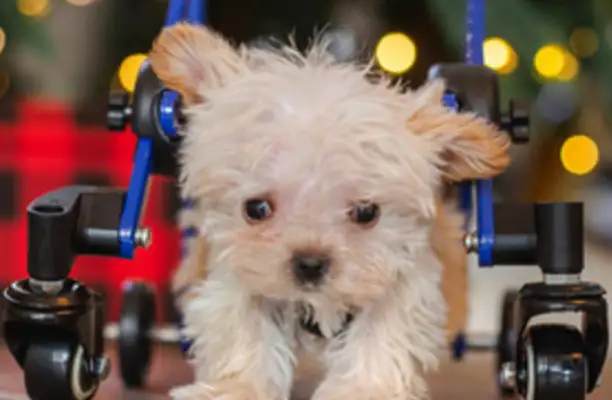 Puppy's sick. Volunteering for wheelchairs