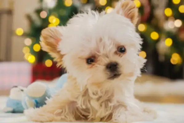 Puppy's sick. Volunteering for wheelchairs