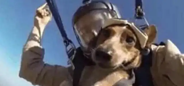 Power dog! Master jumps with a dog of love, when the dog falls..