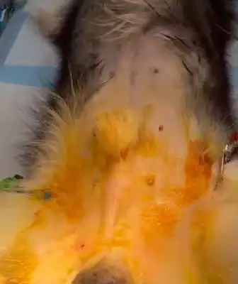 Diagnosis and treatment of a dog testicular tumor