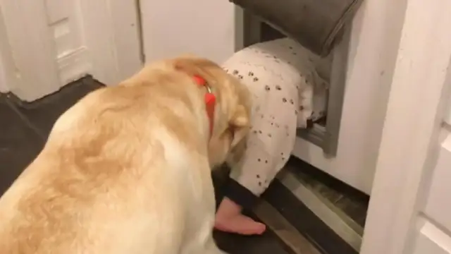 Put the baby in the dog's care. It encourages the little master to go out there. Play