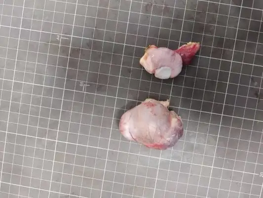 Diagnosis and treatment of a dog testicular tumor