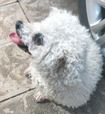 Dogs are sick and left in a flower garden with lonely eyes
