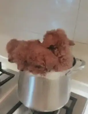 Little Teddy can't sleep. He's mad at us
