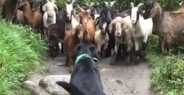 The first time I took Labrador back to the countryside, I was stopped by a flock of goats, and the dog was killed