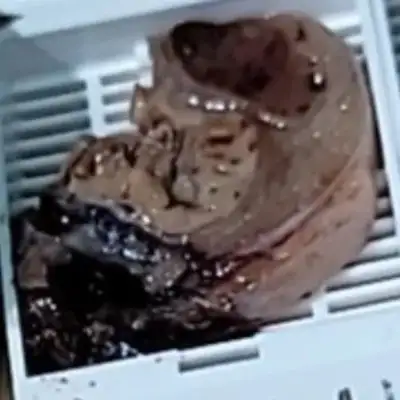 Diagnosis and treatment of a dog testicular tumor