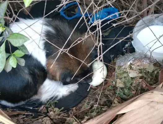 She's hiding in the grass, she's thawing, and she's in the cold