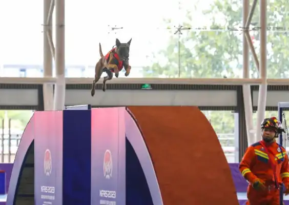 Heilongjiang search and rescue dog 
