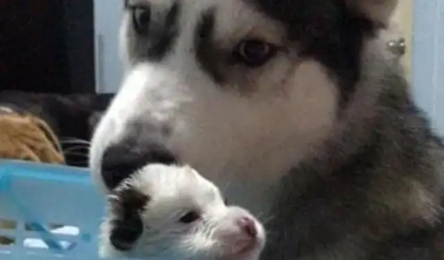 Hastych is also lucky that Big Dogs, even though they look like they're sleeping, are exposed to something