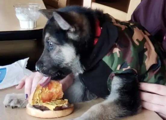 The heart dog is a few months away. Fan