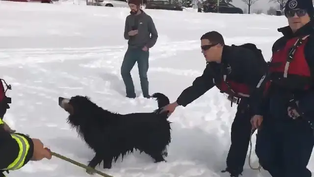 The dog crashes in an ice lake and can't move. Firefighters save the dog in 10 seconds: Watch out for the dog