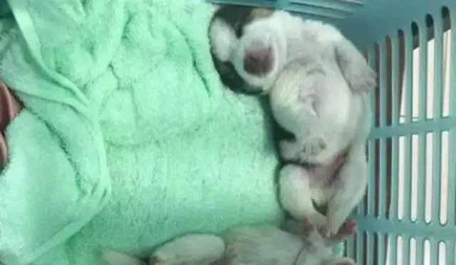 Hastych is also lucky that Big Dogs, even though they look like they're sleeping, are exposed to something